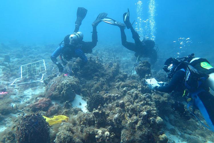 Severe Hurricanes and Coral Reef Sponges