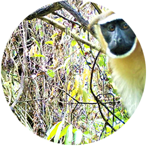 male dryas monkey