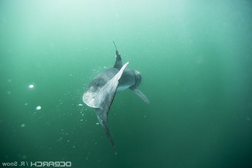 WHERE BABY WHITE SHARKS ‘HANG OUT’ IN THE NORTH ATLANTIC